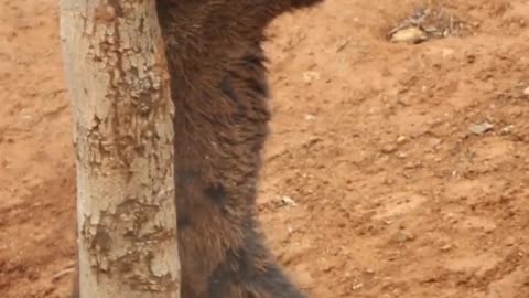 brown bear