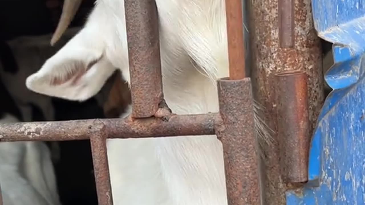 Brilliant goat