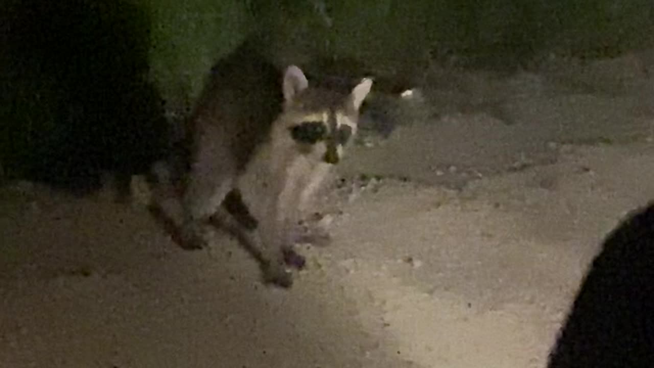 Raccoon