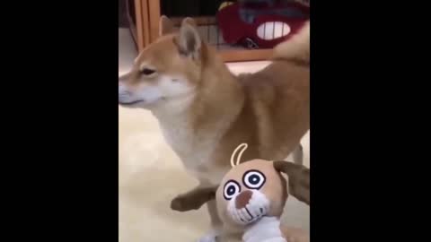 funny dog videos