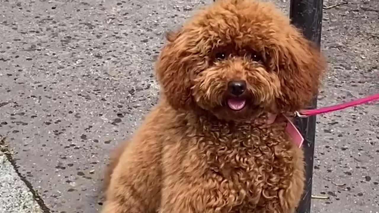 Cute dog AfghanHound in london street