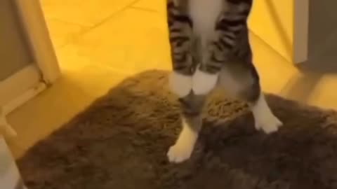 🥰Cute 🥰And Funny🤣 cat 🐱 video