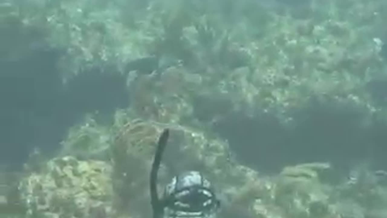 Hunting in the ocean