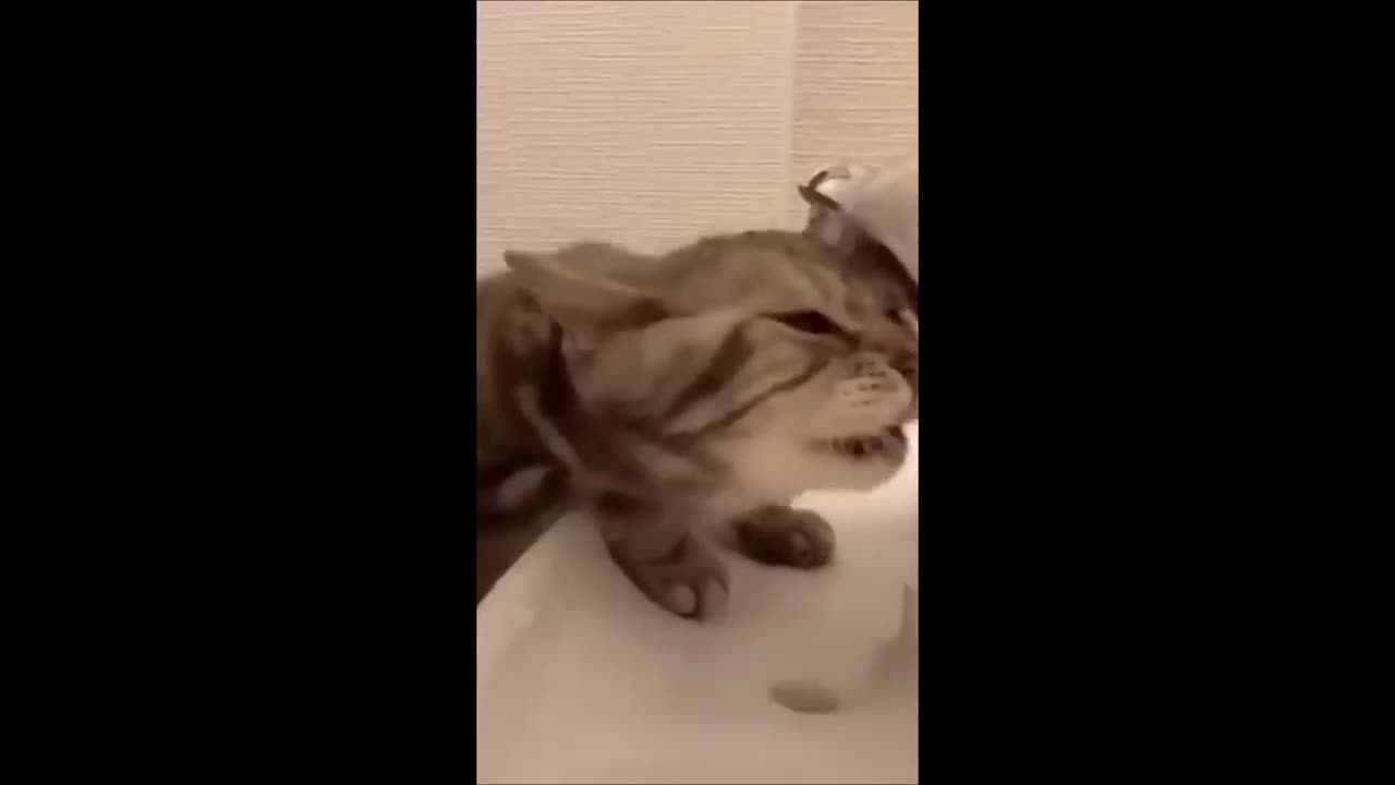 funny cat video