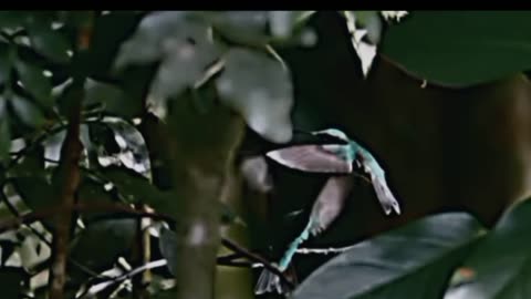 Hummingbird