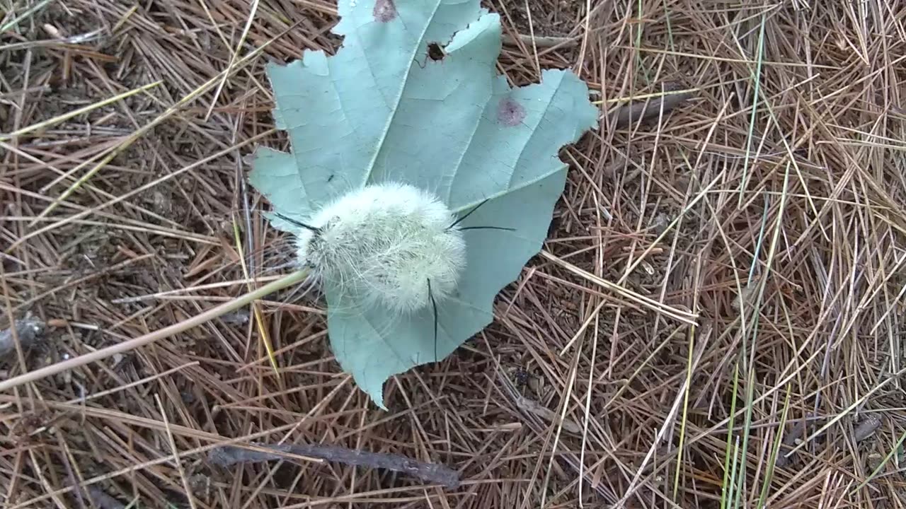 American dagger moth caterpillar