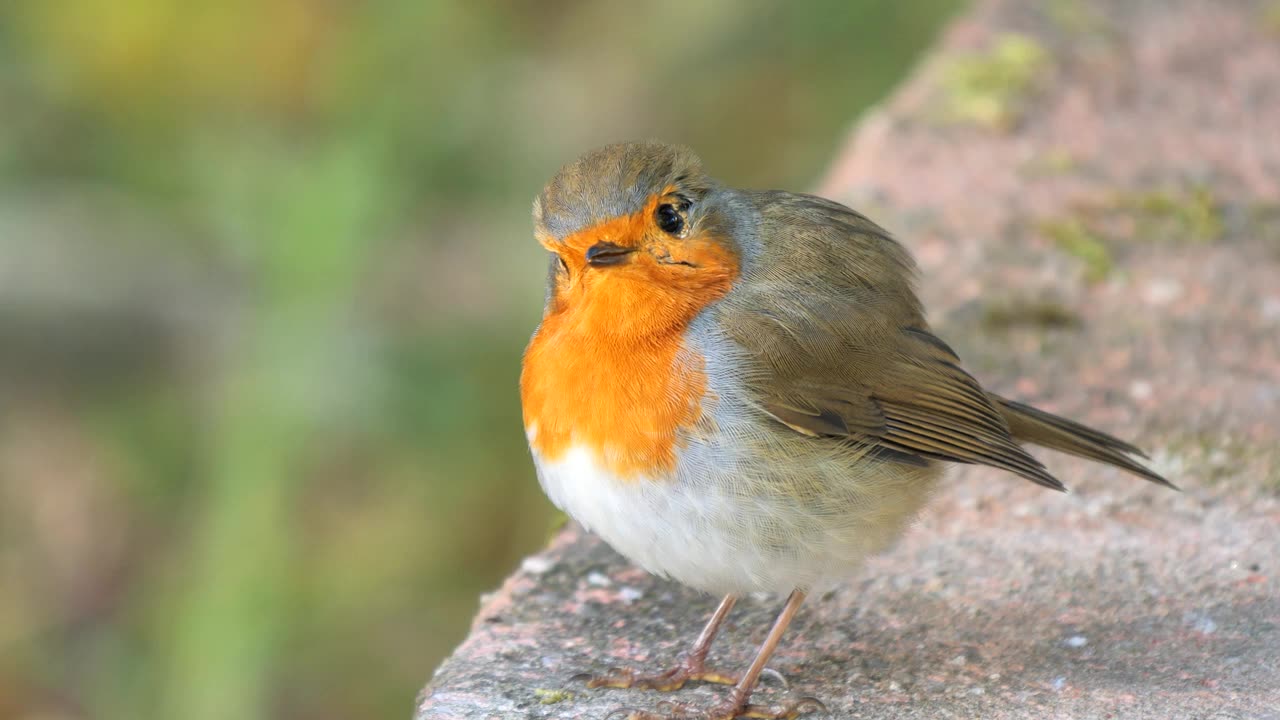 European Robin bird singing in the morning