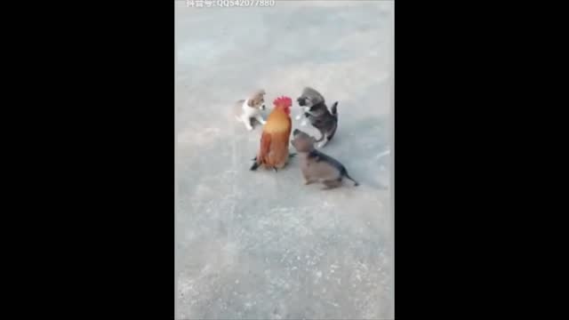 GET A BIG SMILE ON YOUR FACE AS 3 PUPPIES DANCE ROUND A CHICKEN 🐔