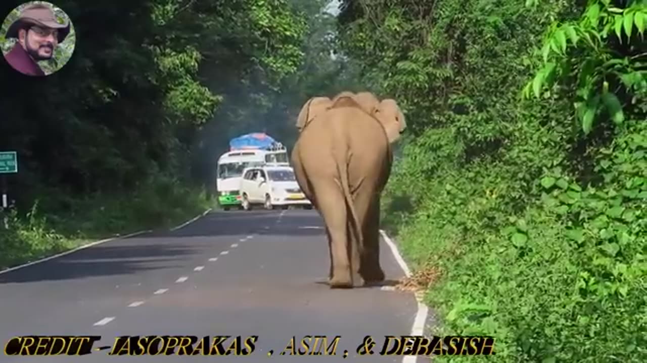 Elephant Chasing Bike Cycle Car & Foot Rider