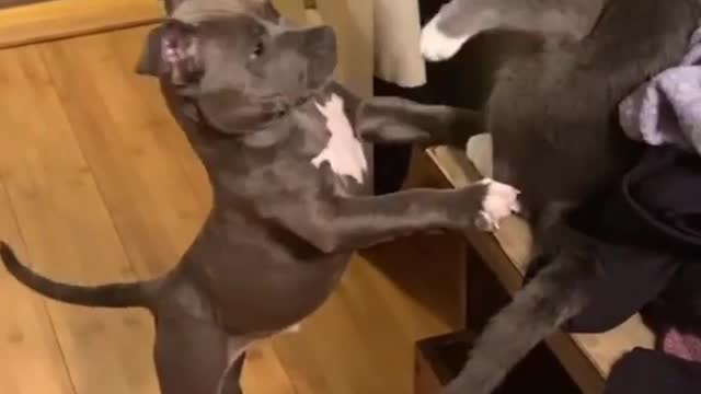 Pitbull vs Gato