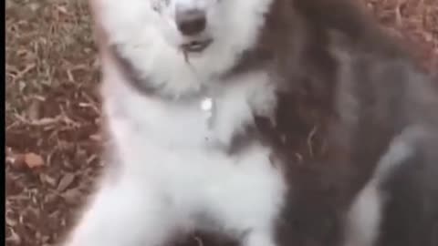 Doggies fun moments