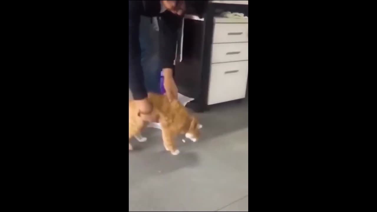 Funny Animal Videos Pt. 2