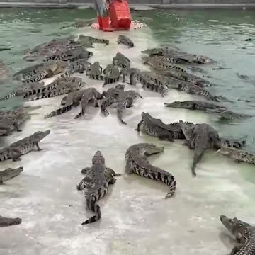 Farmer feeds crate of fresh meat to over 10,000 alligator