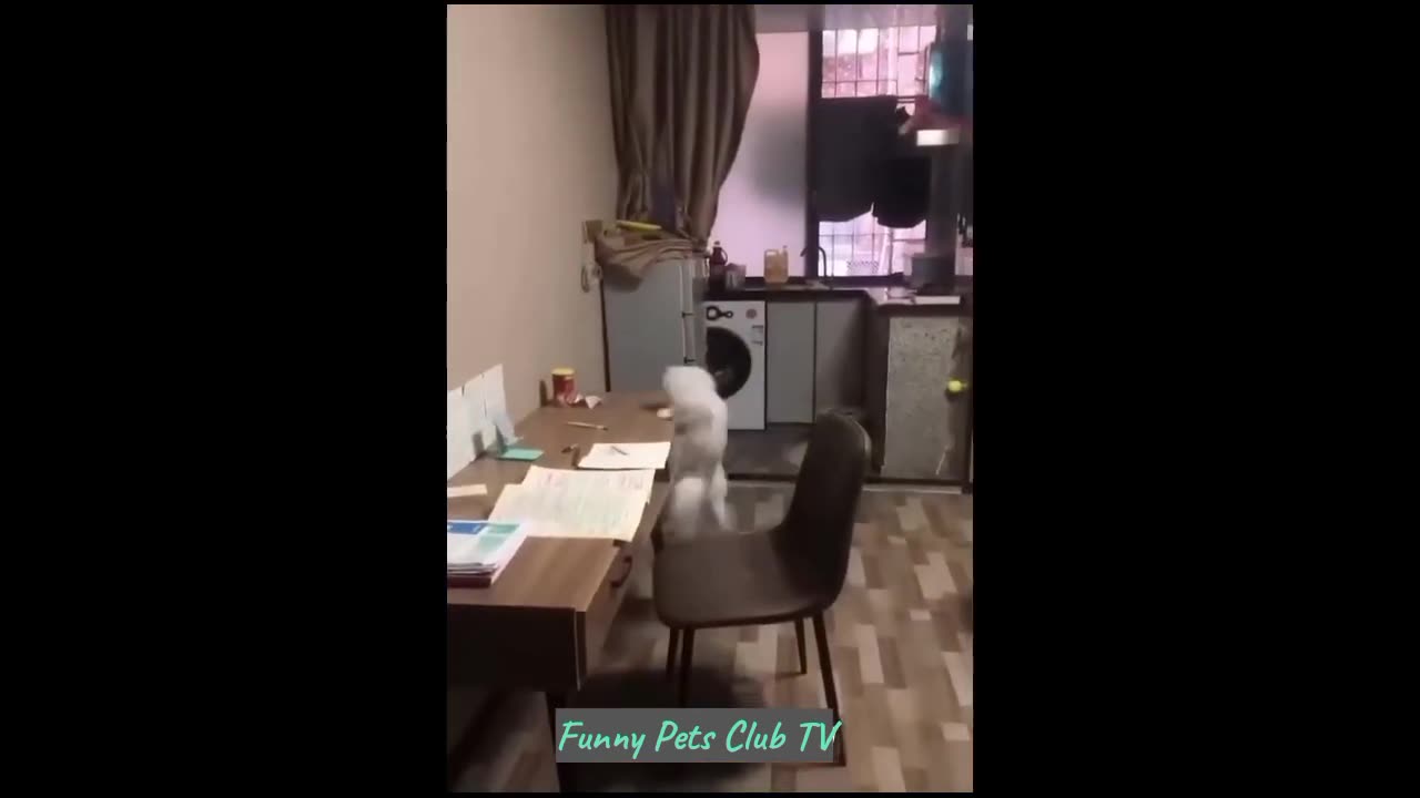 Funny animal video