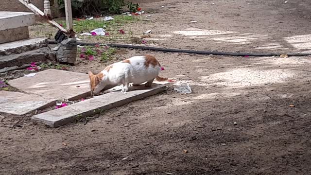 I feed the cat every day in the morning She is still afraid of me