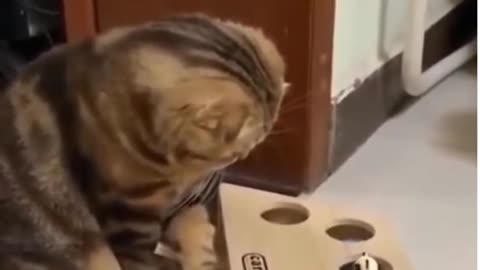 Funny Cat Compilation Video