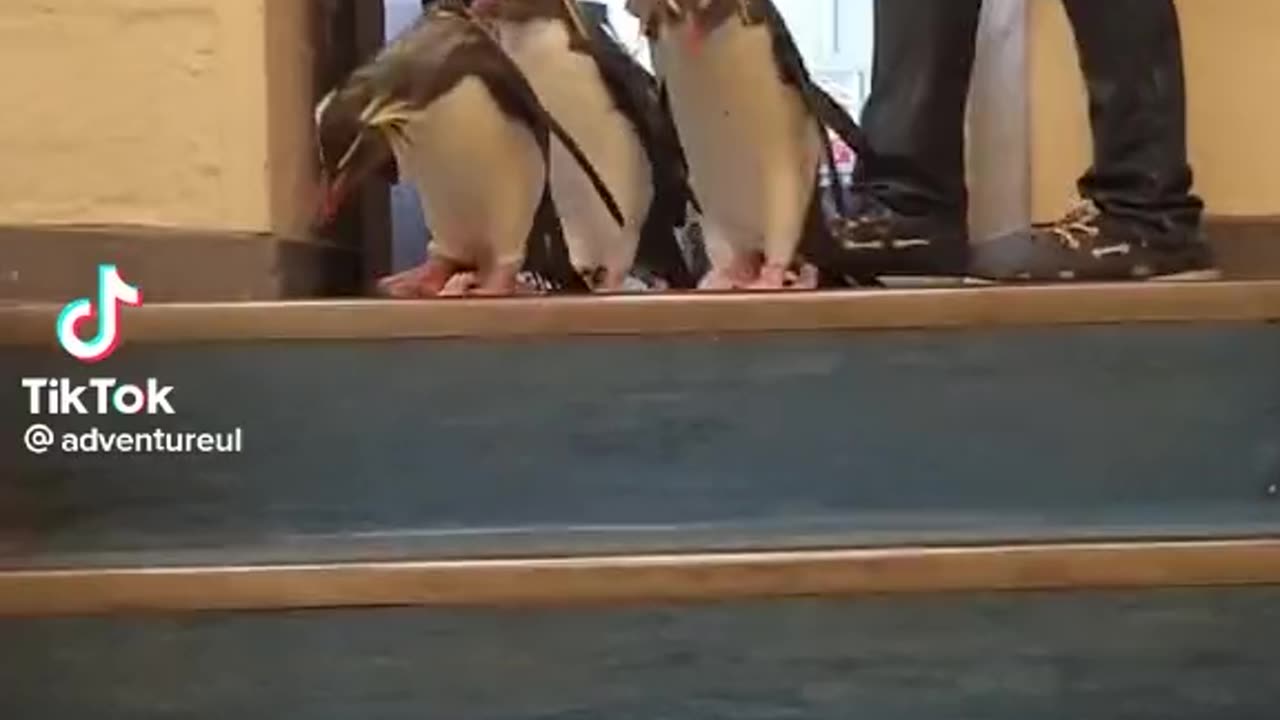 Pinguins