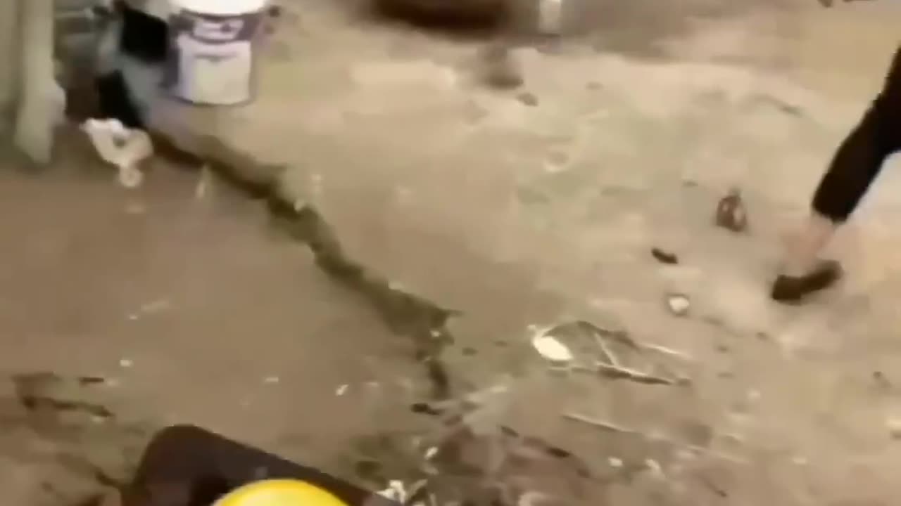 🤣😹 wait till the end 🤣 Funny animal videos. 😹🤣