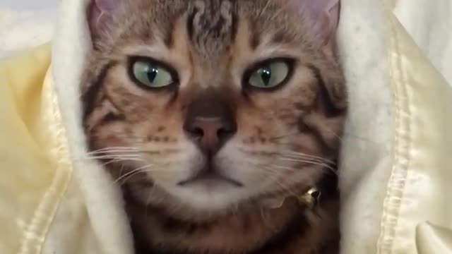 A sleepy cat