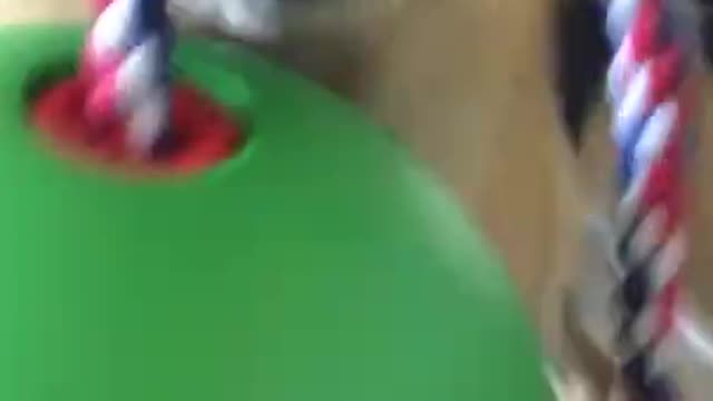 Dog Hits Owner With Their New Toy While Playing