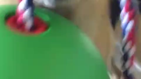 Dog Hits Owner With Their New Toy While Playing