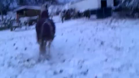 Horse fail