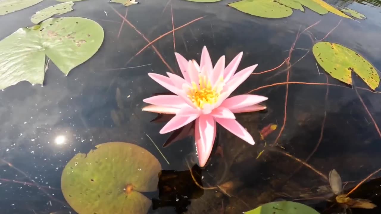 Water Lily