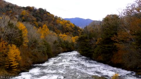 Nature - Autumn - 4K - Relaxation