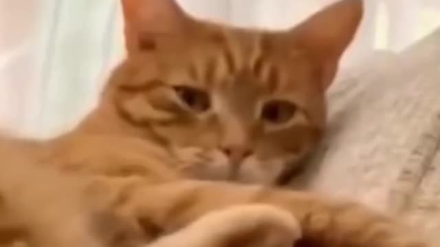 Funny cat kicks self with leg Funny video 😸😻😄😍