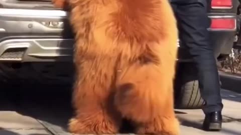 World's Biggest & Deadliest Dog #shorts #shortsfeed #tibetanmastiff #dogs