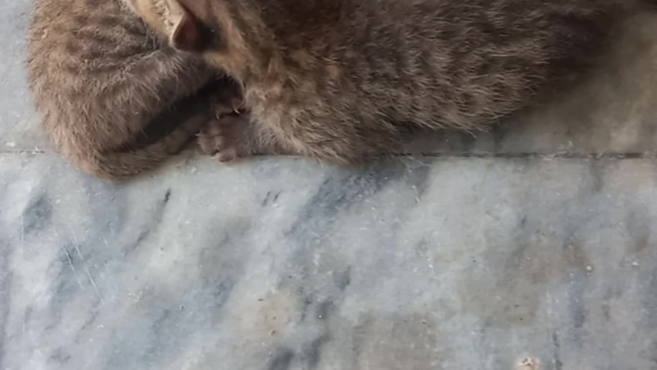 New born kitten