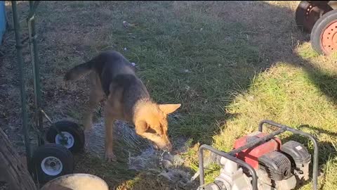 German Shepherd verses water pump