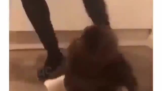 decided to play a trick on the cat