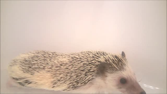 Lucy The Hedgehog takes a bath