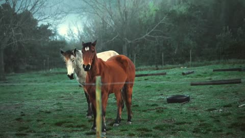 Horse training. Horse love. Animals video