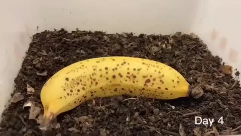 ms vs Banana ＃vermicompost ＃earthworm_Cut