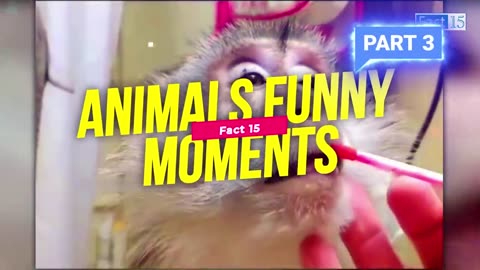 Funw animals video 😁😁😁😅😅😅🤣🤣🤣😂😂😂