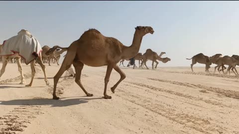 Camel