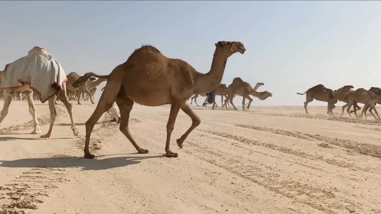 Camel