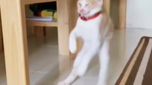 Cat πΊπΊ comedy video π
π
π
π