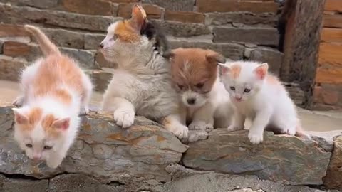 Cute pets