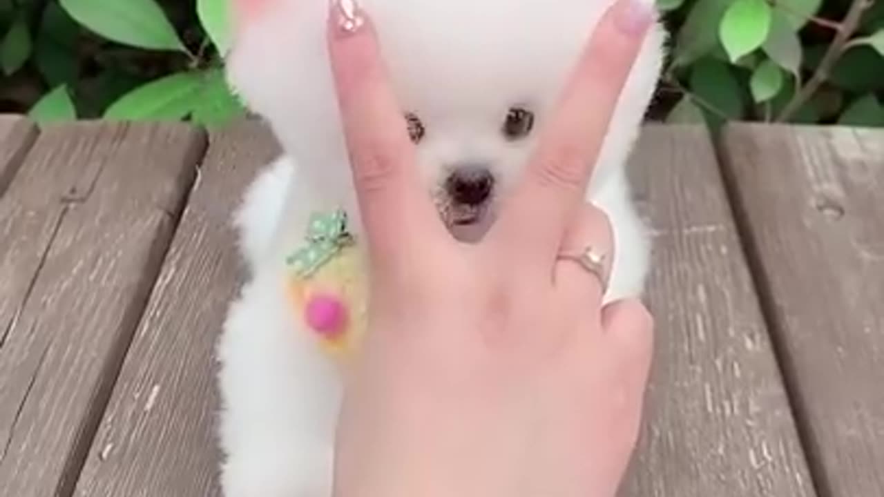 Cute dog