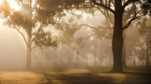 Beautiful Sunray in the forest