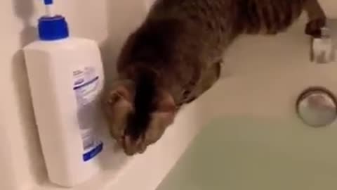 Cat an water