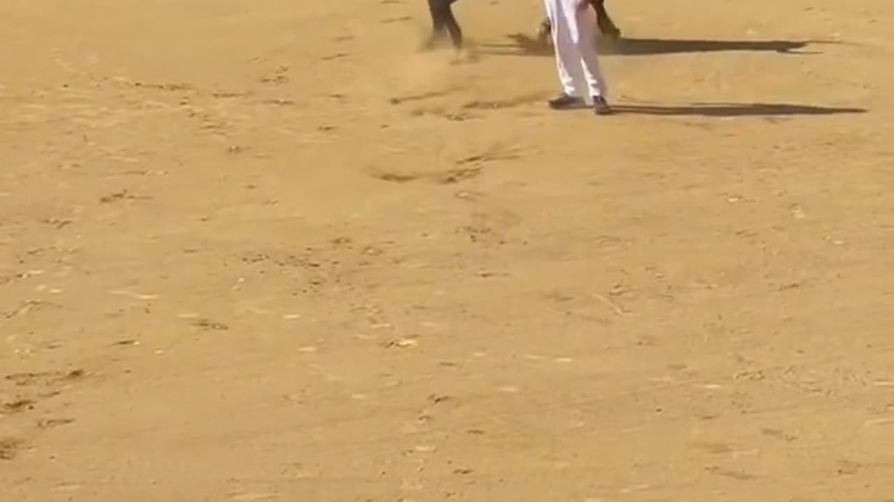 Torero
