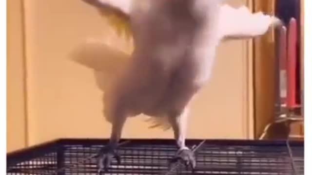 my parrot dancing