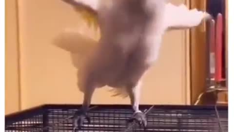 my parrot dancing