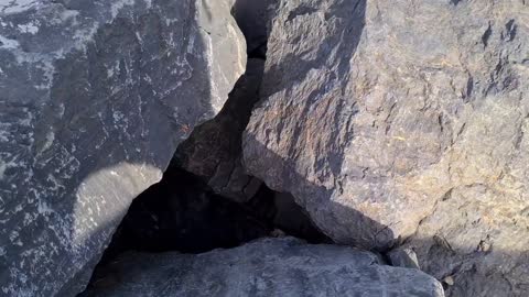 Poor mother cat hiding in the cliffs to protect her Kittens.