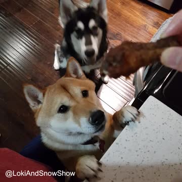 Husky shoves Shiba Inu out of way for treat