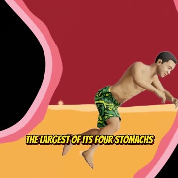 What if a Blue Whale Swallows You? #shorts